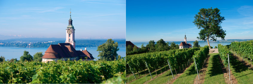 Müller-Thurgau Biowein vom Bodensee Birnau bei Bio.weinhandel.de